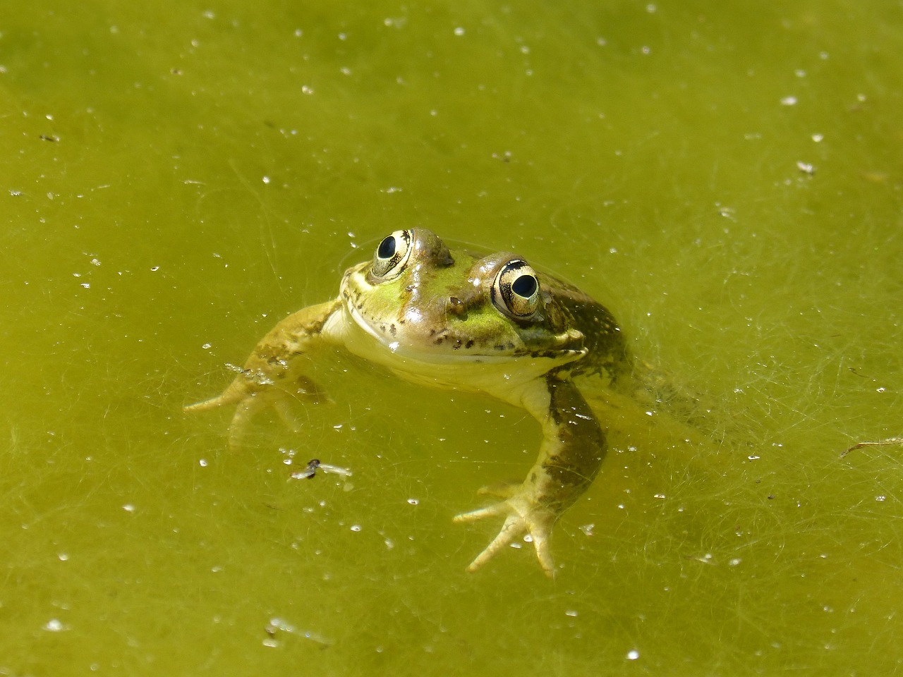 frog, raft, algae-2395304.jpg
